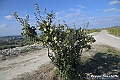 VBS_6402 - C'è un mare di velluto verde! E tu che sognavi di andare lontano... Quanta meraviglia, quì!